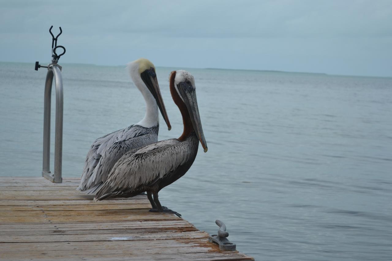 La Jolla Resort Islamorada Εξωτερικό φωτογραφία